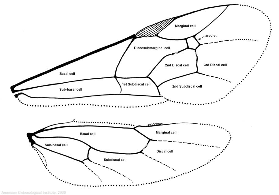 Hind Wings